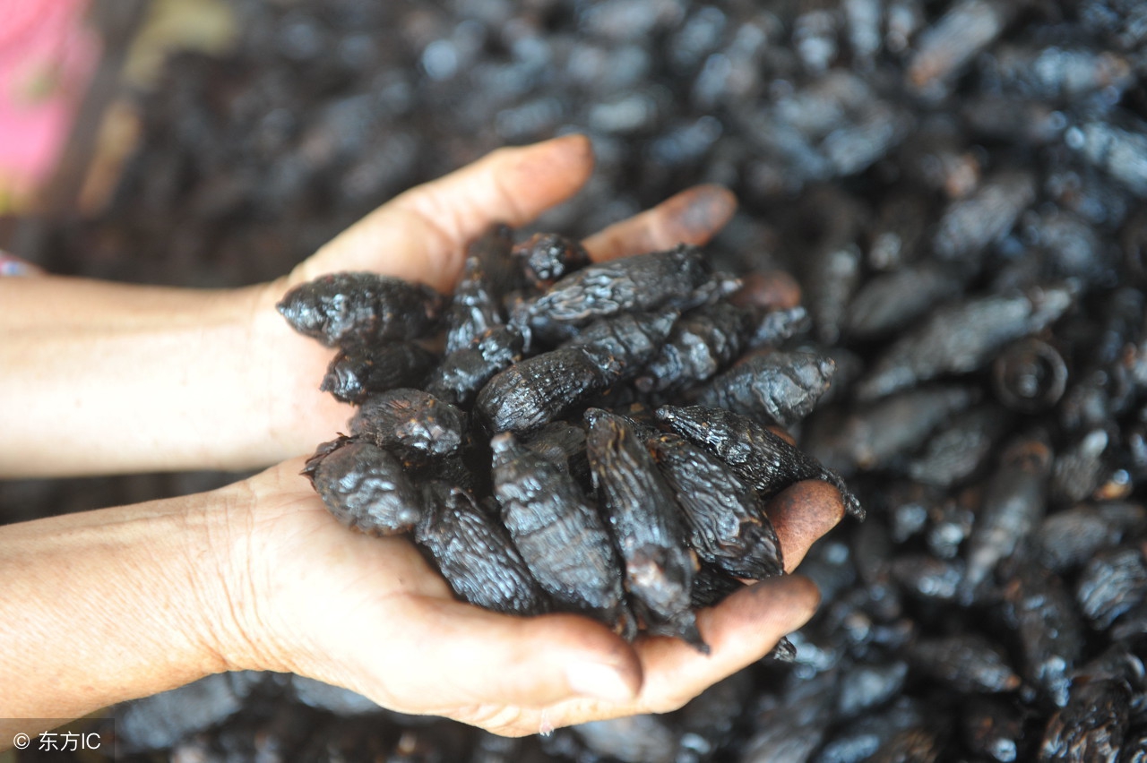 槟榔是中药材为啥嚼槟榔有危害,鲜槟榔和干槟榔哪个危害大