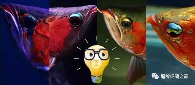 龍鱼掉眼的原因与预防