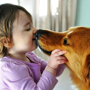 被动物舔舐伤口会得狂犬病吗,和宠物狗接吻会得狂犬病吗