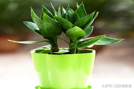 如何解决室内空气净化问题,空气很臭怎么净化空气