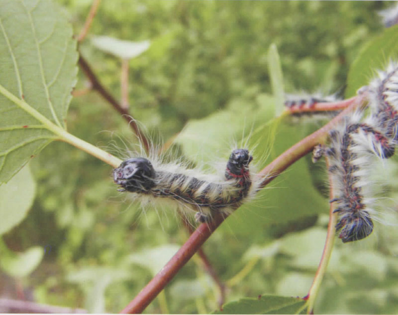 苹掌舟蛾,圆黄掌舟蛾
