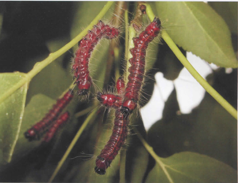 苹掌舟蛾,圆黄掌舟蛾