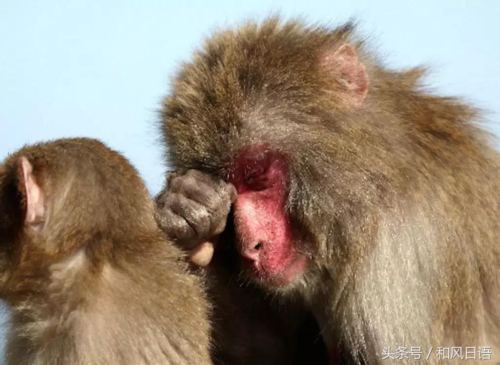 花粉症，不仅令岛国人民痛不欲生，连小动物也不放过……