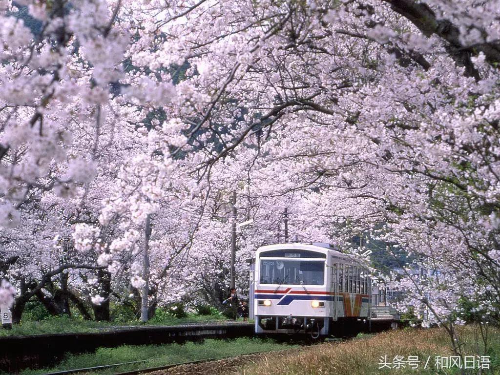 花粉症，不仅令岛国人民痛不欲生，连小动物也不放过……