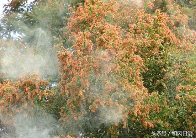 花粉症，不仅令岛国人民痛不欲生，连小动物也不放过……