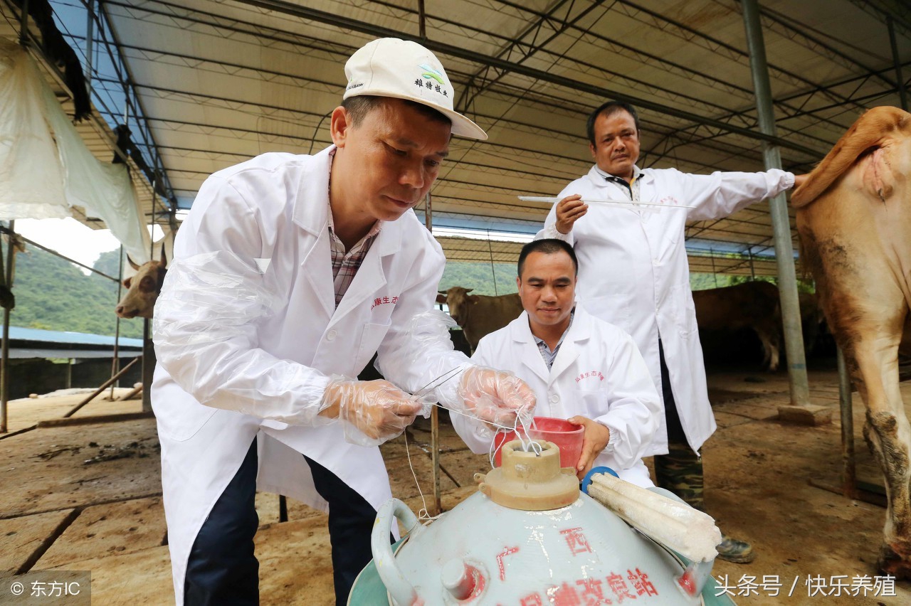 有关母牛配种的小问题,养牛户一定要重视起来!