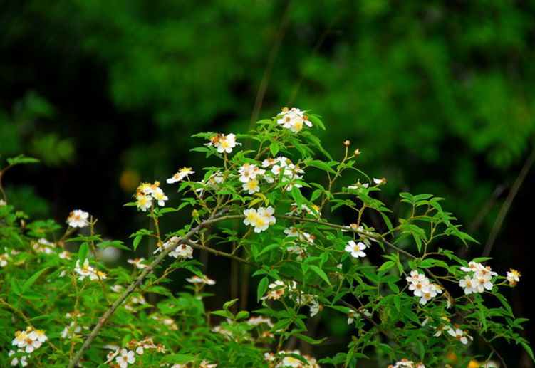 描写田园春景的诗词,描写春天美好乡村的诗句