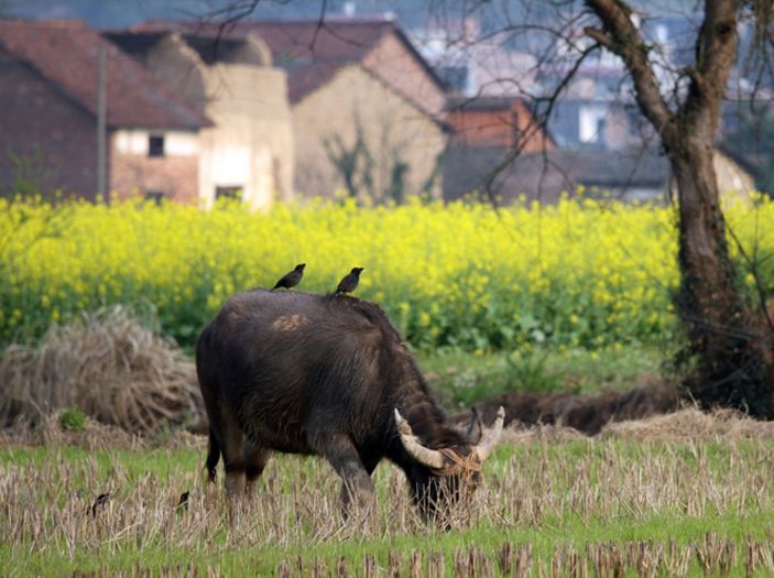 描写田园春景的诗词,描写春天美好乡村的诗句