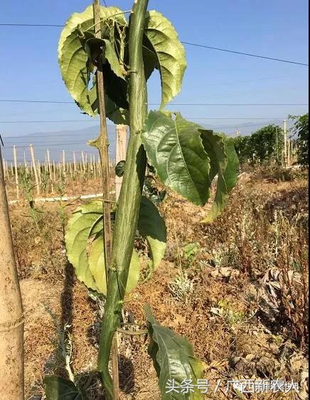 百香果病害图谱及防治,百香果果实病毒病图谱及防治