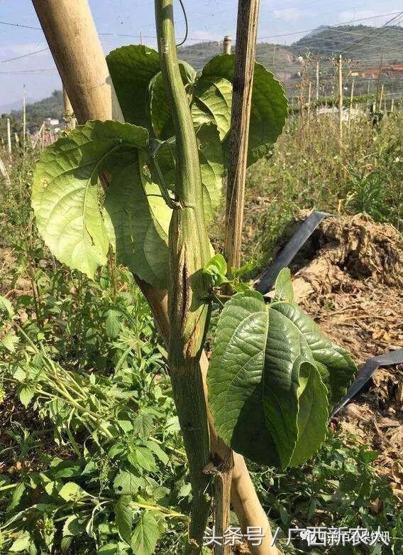 百香果病害图谱及防治,百香果果实病毒病图谱及防治