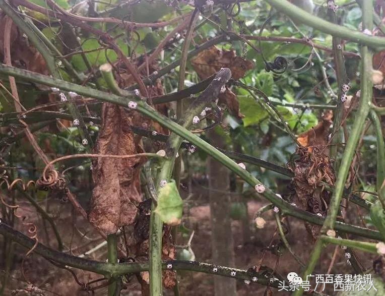 百香果病害图谱及防治,百香果果实病毒病图谱及防治