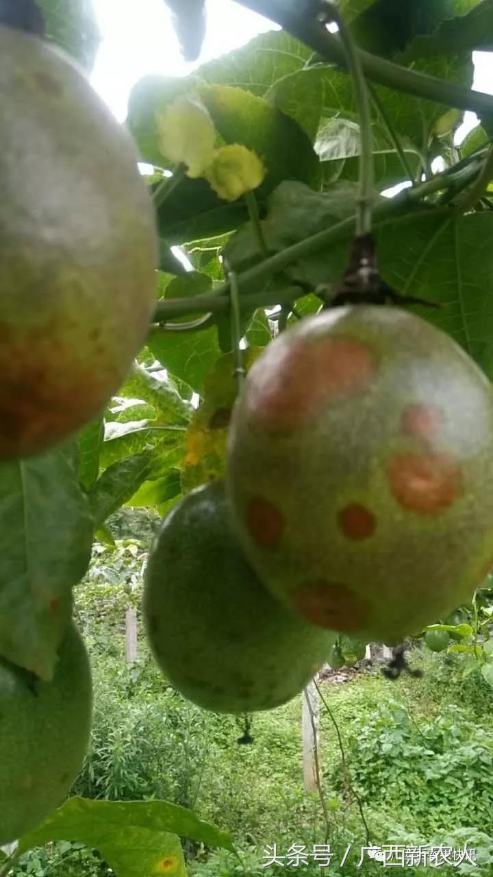 百香果病害图谱及防治,百香果果实病毒病图谱及防治