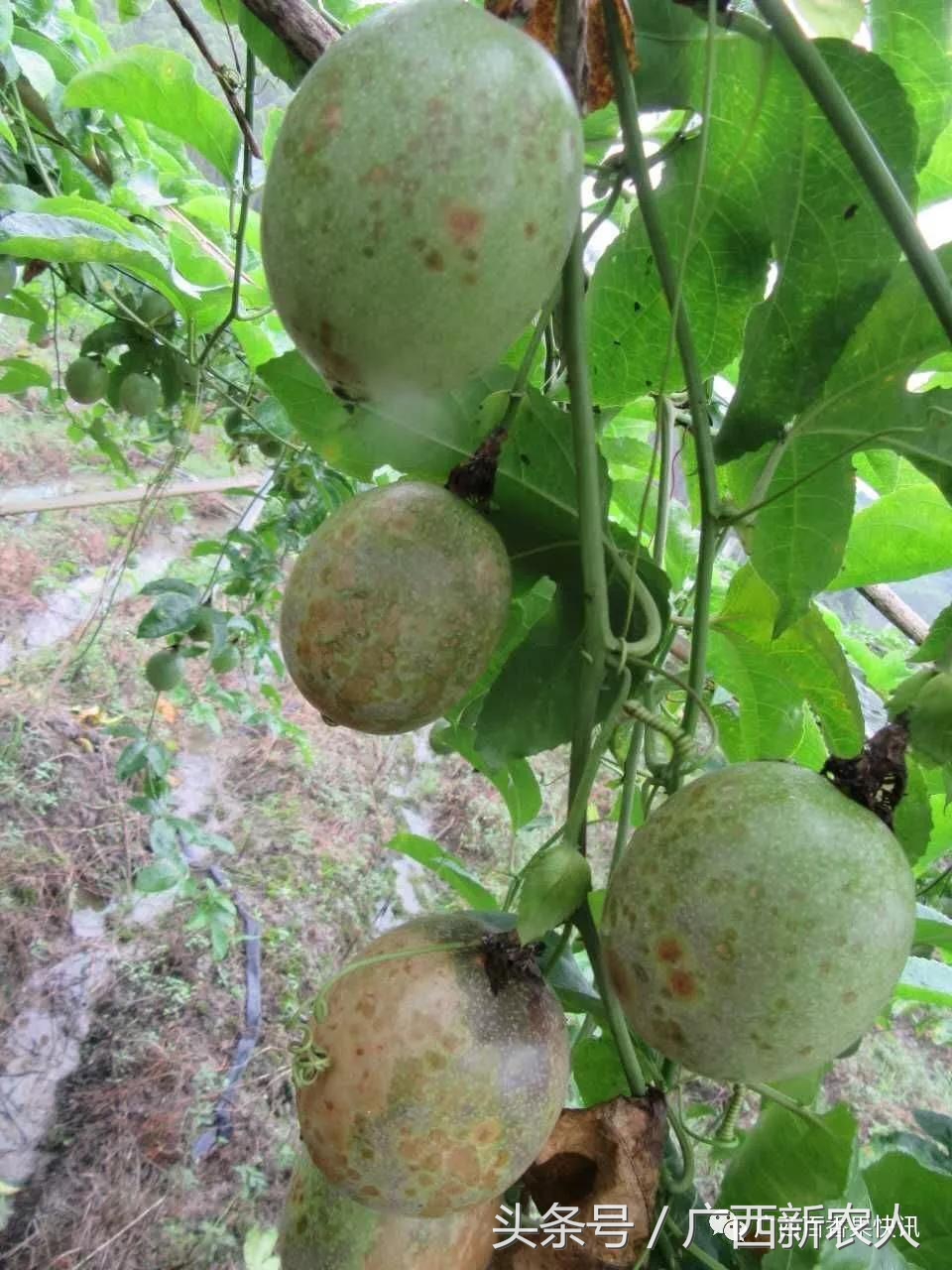 百香果病害图谱及防治,百香果果实病毒病图谱及防治