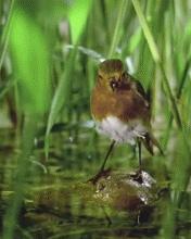 画眉鸟不立体怎么办,野生画眉不吃东西怎么办