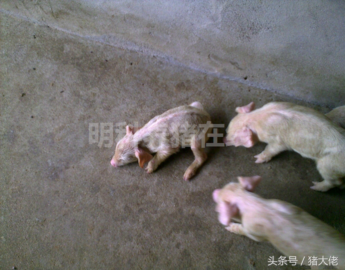 母猪导致小猪拉稀,母猪吃了发霉的玉米有什么后果