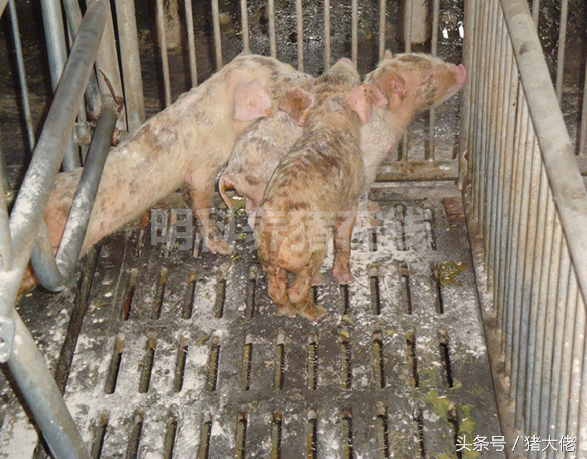 母猪导致小猪拉稀,母猪吃了发霉的玉米有什么后果