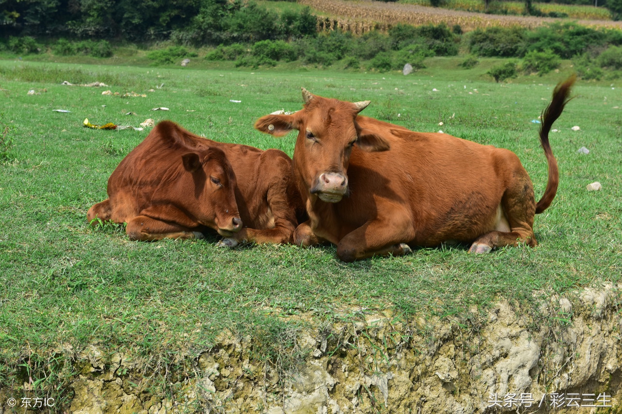 黄牛的养殖方法,黄牛养殖方法劲爆视频