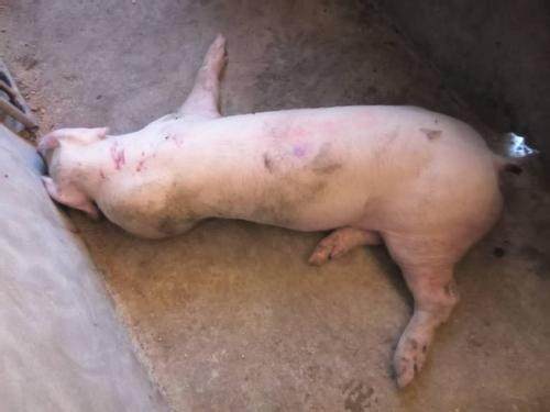 哺乳仔猪呕吐拉黄色稀粪是什么病,仔猪拉稀呕吐最好最快的解决办法