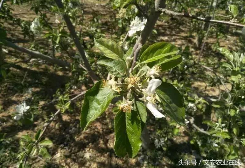 吴老三果树冻害后恢复的修剪技术,果树冻害以后的措施