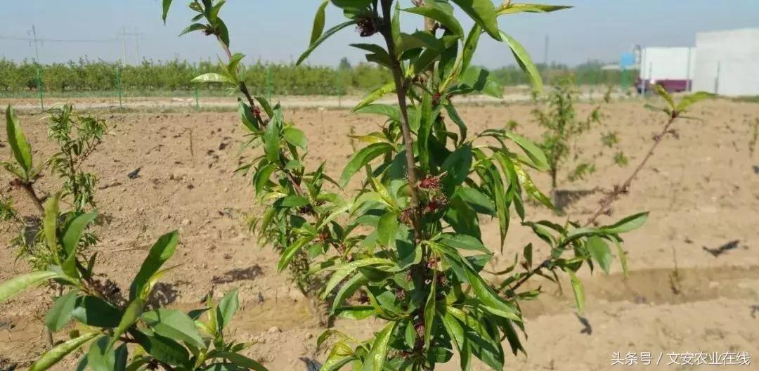 吴老三果树冻害后恢复的修剪技术,果树冻害以后的措施