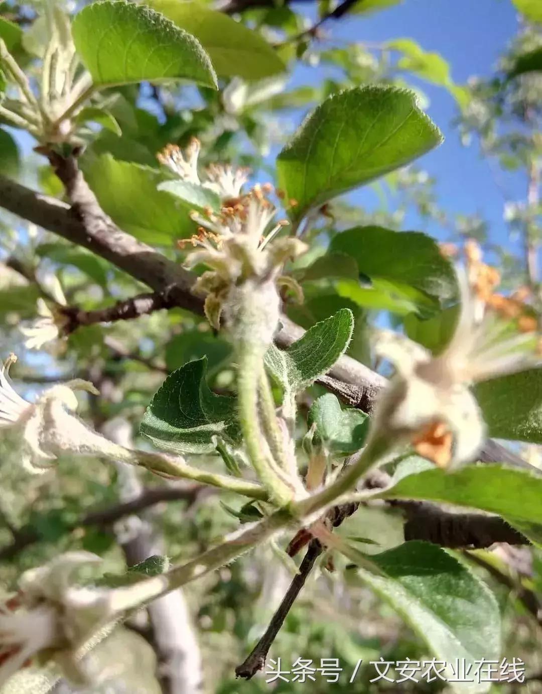 吴老三果树冻害后恢复的修剪技术,果树冻害以后的措施