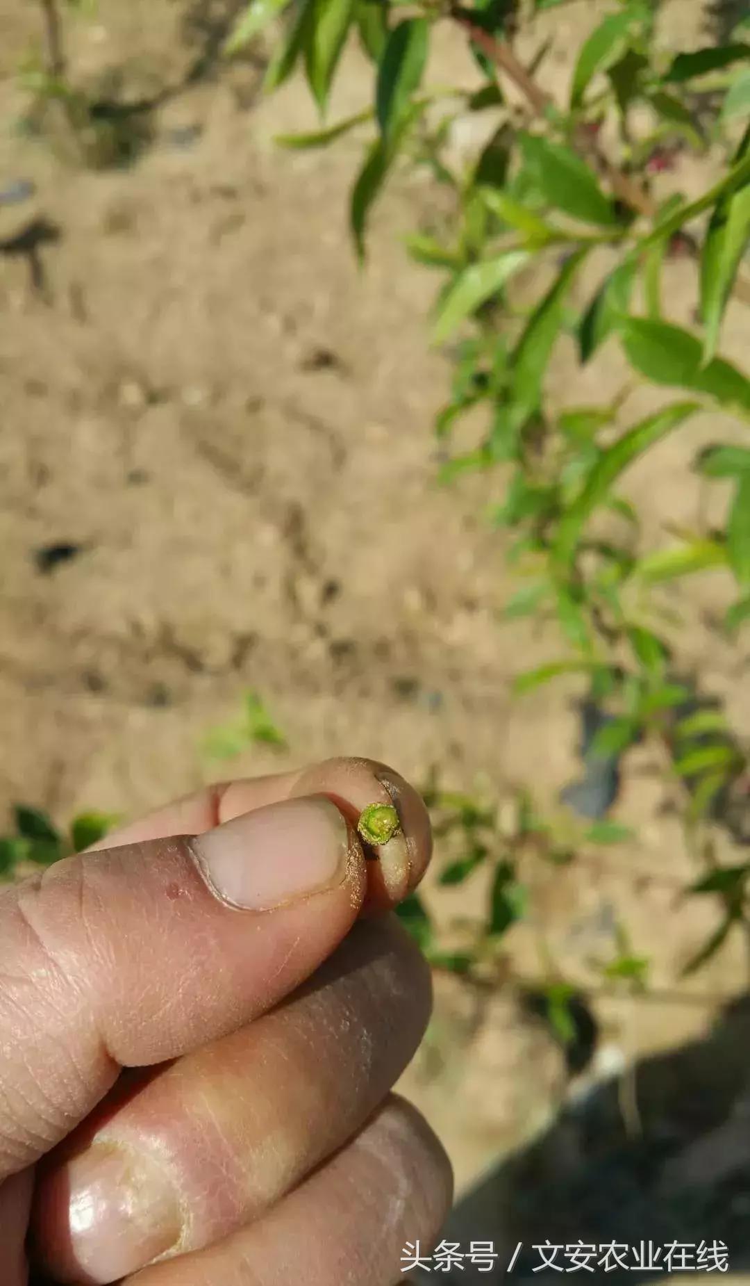 吴老三果树冻害后恢复的修剪技术,果树冻害以后的措施