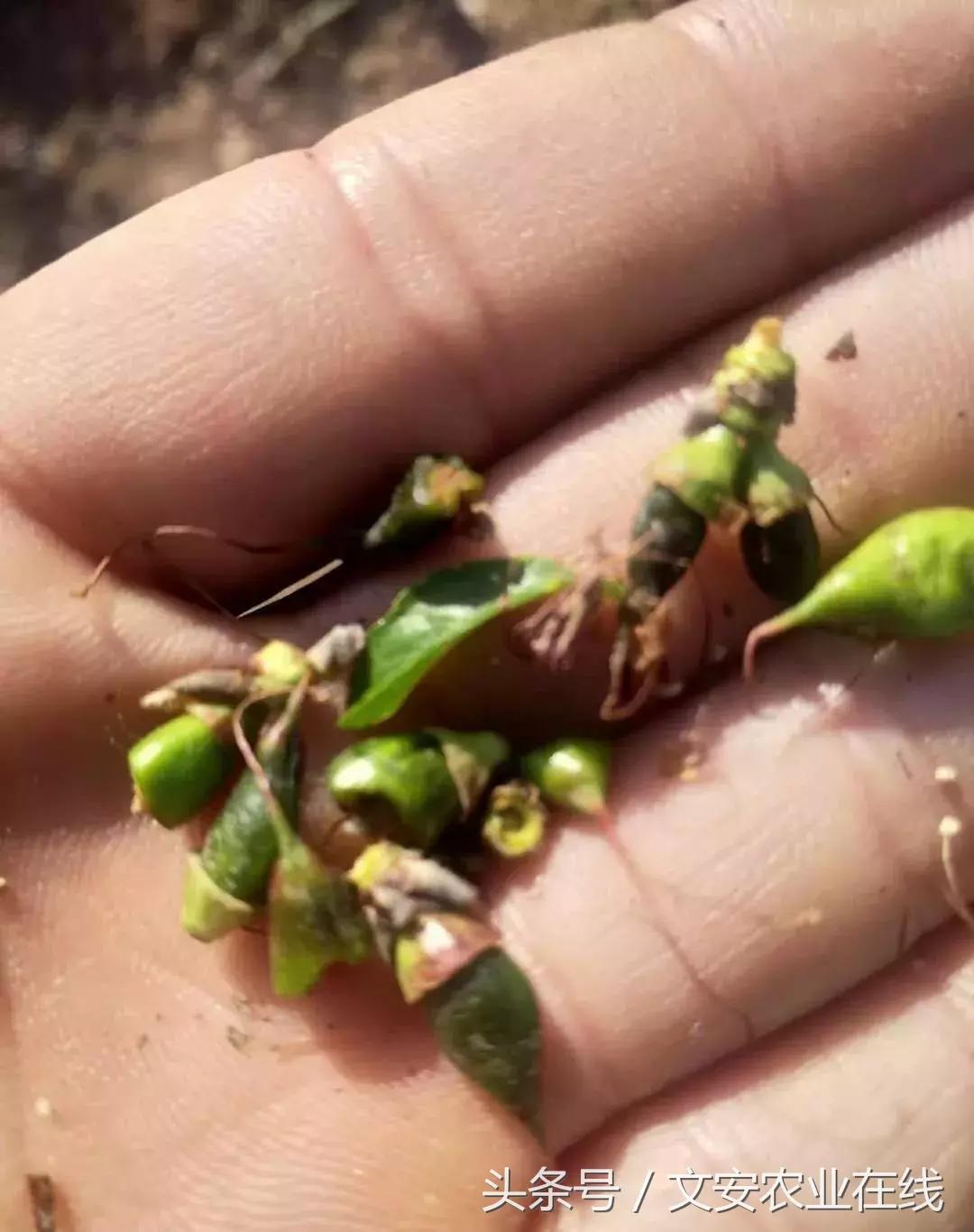 吴老三果树冻害后恢复的修剪技术,果树冻害以后的措施