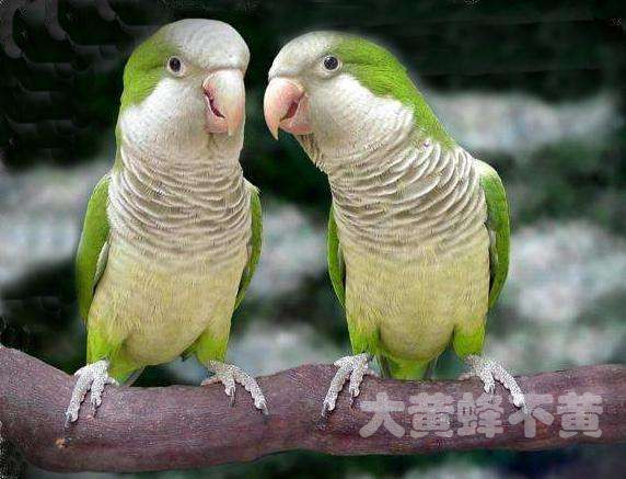 如果爱你的鹦鹉，请让它远离这些食物