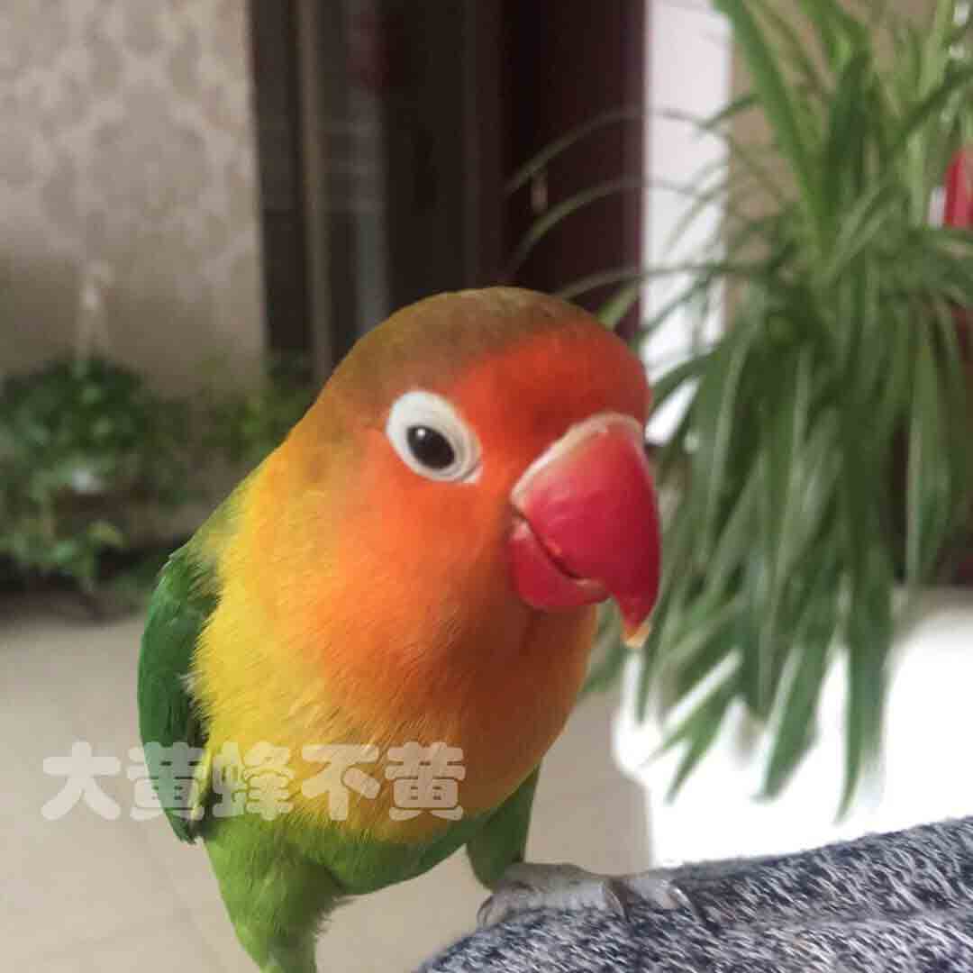 如果爱你的鹦鹉，请让它远离这些食物