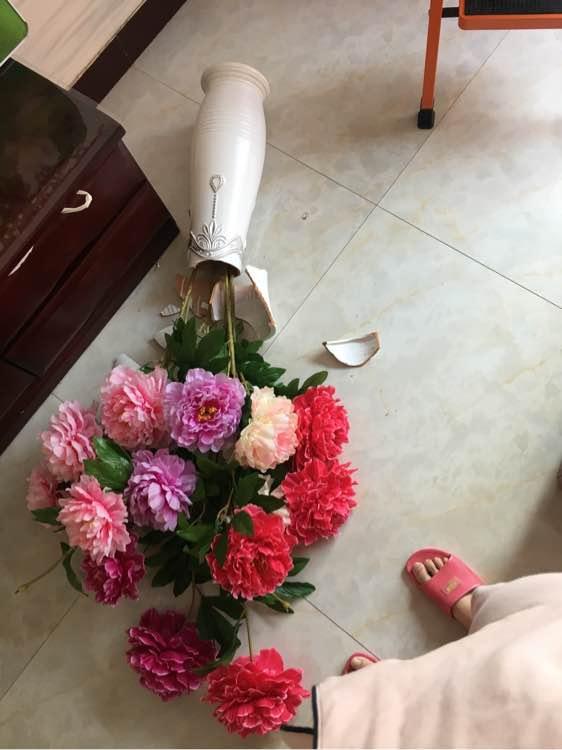 主人养了一只外国猫,主人哭诉养了一只不粘人的猫