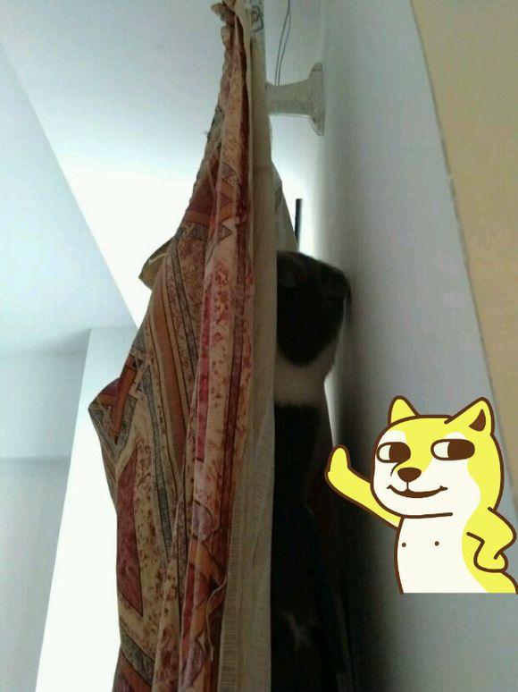 主人养了一只外国猫,主人哭诉养了一只不粘人的猫