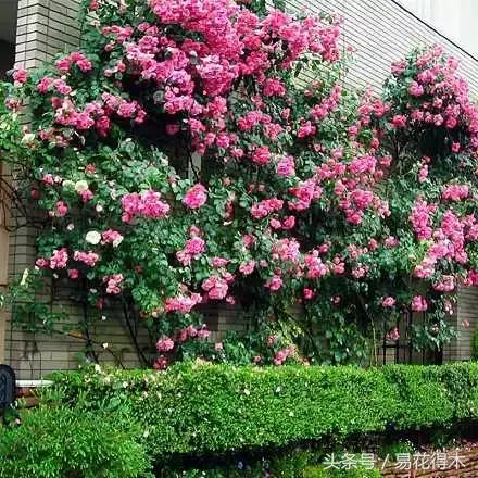 阳台水栽藤本植物图片,适合阳台养的藤本植物花期长