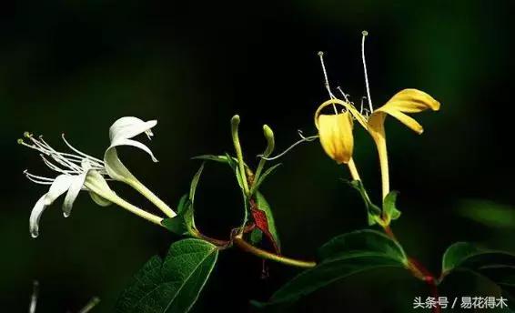 阳台水栽藤本植物图片,适合阳台养的藤本植物花期长