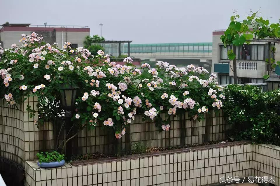 阳台水栽藤本植物图片,适合阳台养的藤本植物花期长