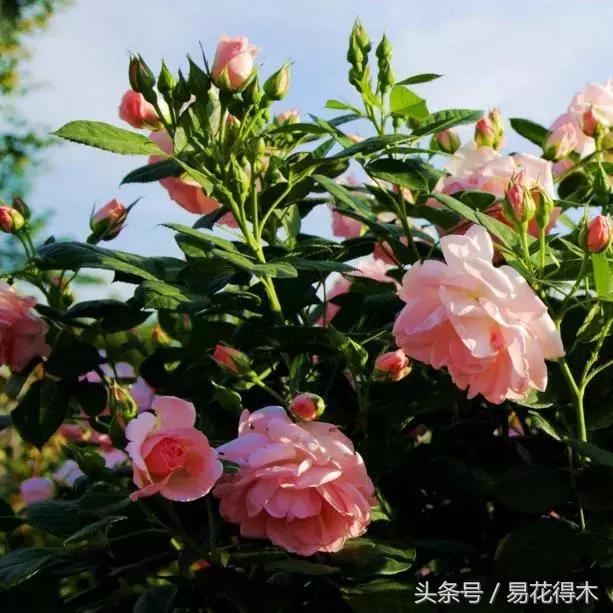 阳台水栽藤本植物图片,适合阳台养的藤本植物花期长