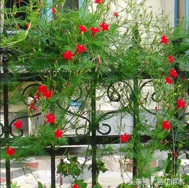 阳台水栽藤本植物图片,适合阳台养的藤本植物花期长