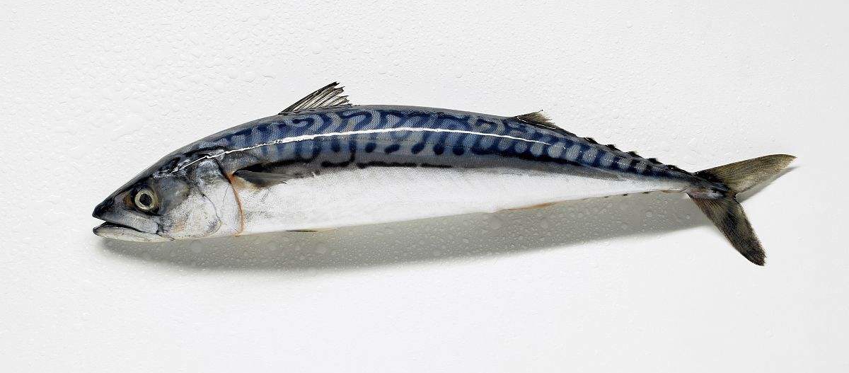 日本料理里经常点的鱼,日本料理最正宗的是什么鱼