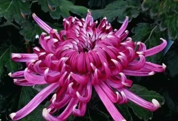 好看的菊花,惊艳的菊花花开动态图