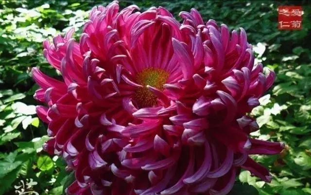 好看的菊花,惊艳的菊花花开动态图