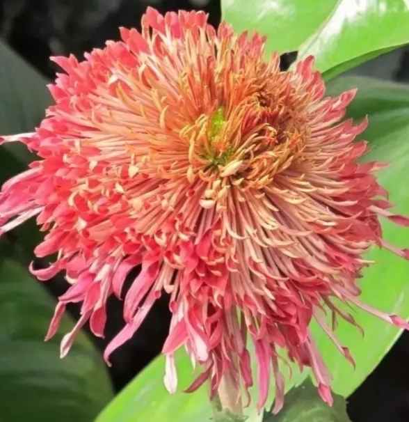 好看的菊花,惊艳的菊花花开动态图