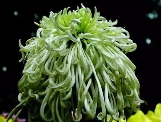 好看的菊花,惊艳的菊花花开动态图