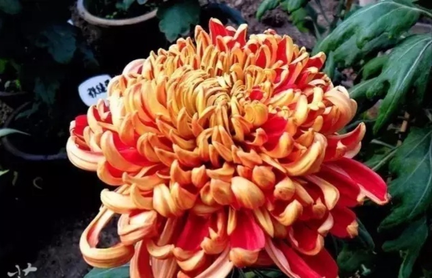 好看的菊花,惊艳的菊花花开动态图