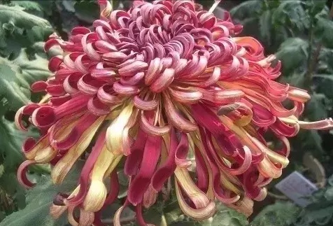 好看的菊花,惊艳的菊花花开动态图