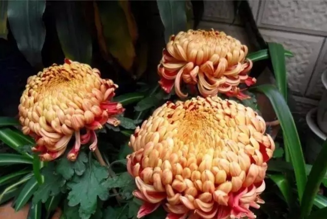 好看的菊花,惊艳的菊花花开动态图