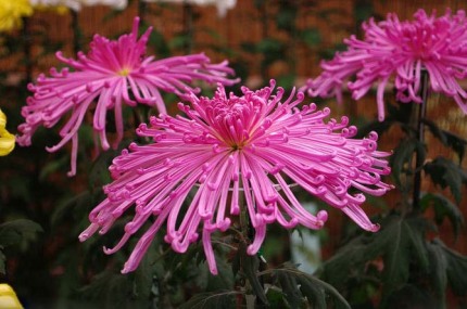 好看的菊花,惊艳的菊花花开动态图