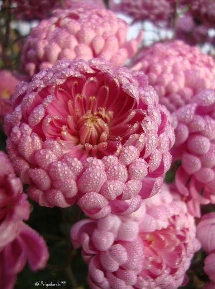 好看的菊花,惊艳的菊花花开动态图