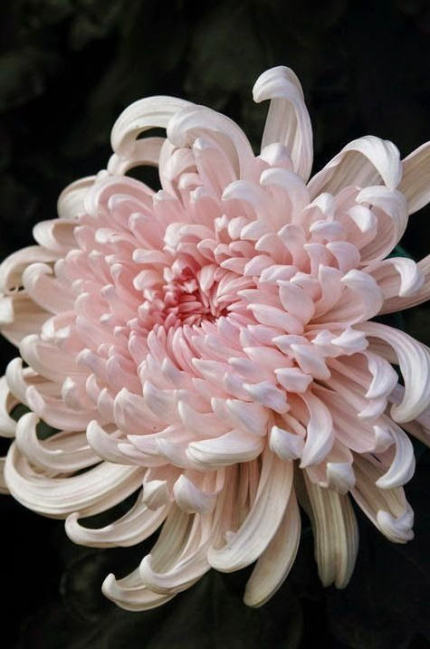 好看的菊花,惊艳的菊花花开动态图