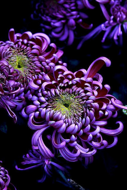 好看的菊花,惊艳的菊花花开动态图