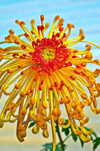 好看的菊花,惊艳的菊花花开动态图