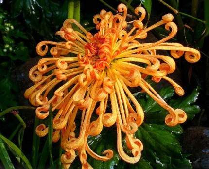 好看的菊花,惊艳的菊花花开动态图